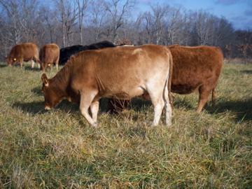 Heifers calve at 22-24 months