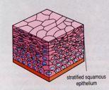 cells for upper layers.