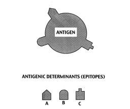 Antigenicity -Frozen sections Types