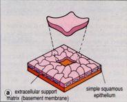 CLASSIFICATION of EPITHELIA -Number of cell layers -Cell shape of surface cells
