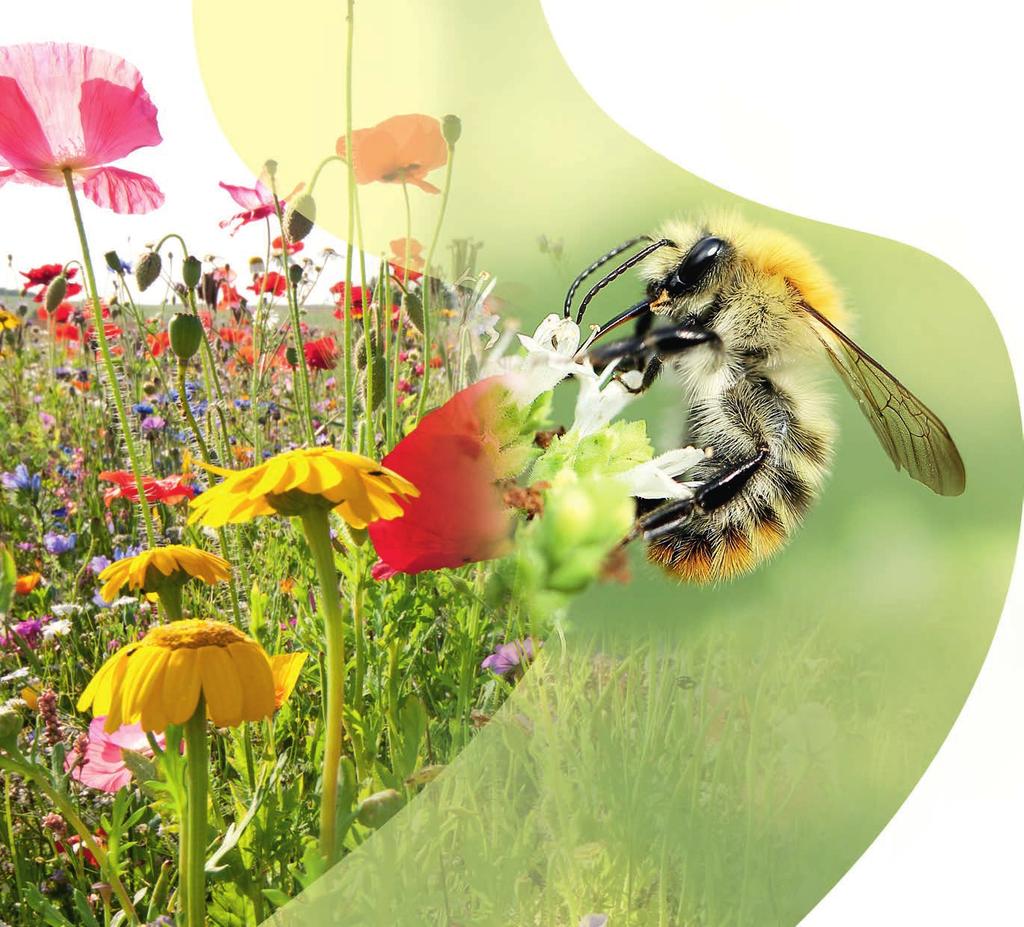Feed a Bee Good nutrition throughout the season has been identified as a key factor for the health of honey bees.