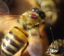 The three primary needs of all honey bees are food (nectar and pollen), shelter (or nesting space), and a safe environment.