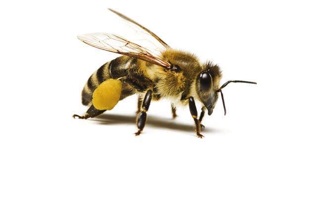 Bayer is involved in projects to develop and implement innovative application technologies that reduce the exposure of bees and other pollinators to crop protection products.