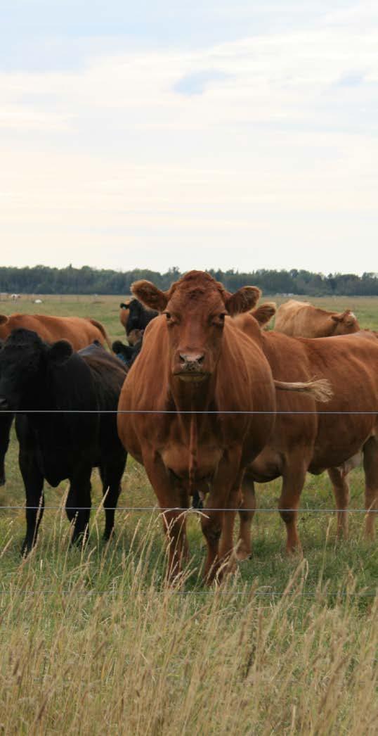 THE BEEF CHECKOFF AND MICHIGAN S