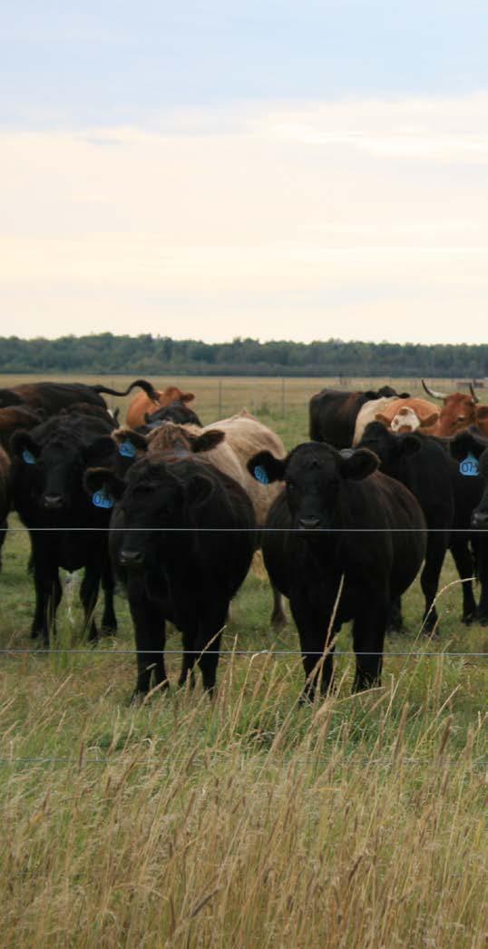 Quotes from Cattle Producers 30 Years of the Beef Checkoff The beef industry has faced challenges like Mad Cow Disease, misinformation from activist groups, and claims that red meat causes cancer.