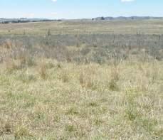 Weedy species included Conyza albida, Verbena bonariensis and some Tagetes minuta. Photograph 4: Degraded grassland on the site 3.2.