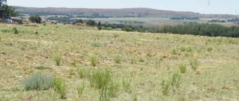 The area comprise secondary grassland that was likely overgrazed (Photograph 7). North of the site, the cultivated area lies fallow and was colonised by pioneer species.