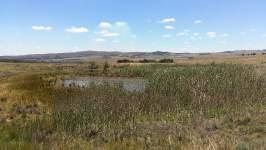 A farm dam lies within the site boundary. A seepage wetland was recorded to the east of the site. This wetland does not encroach onto the site boundary.