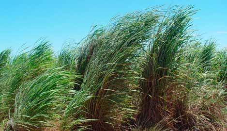 Weed Management Guide Weed of National Significance Gamba grass (Andropogon gayanus) tree cover.
