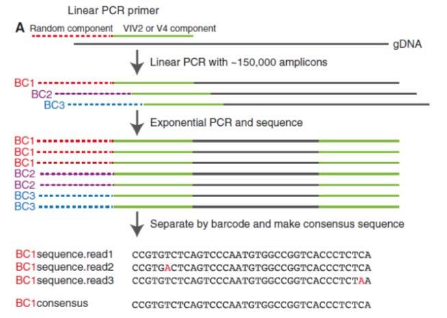 innovations for high-throughput amplicon sequencing PCR and sequencing introduce sequence errors and sampling bias poor estimates of microbial diversity