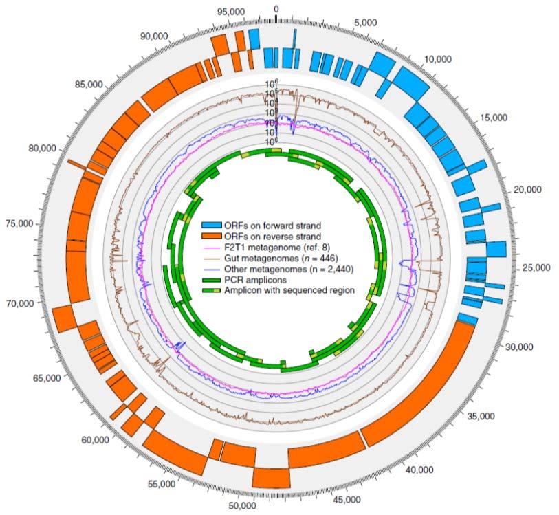 MetagenOMICS integrating microbial membership with biomolecular potential and activity in the human intestine eliminates