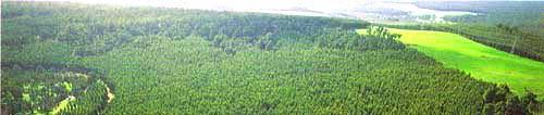 Capture Afforestation and reforestation