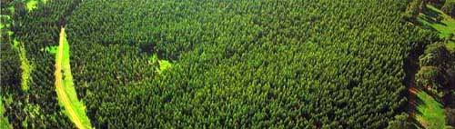 Improved forest management on existing