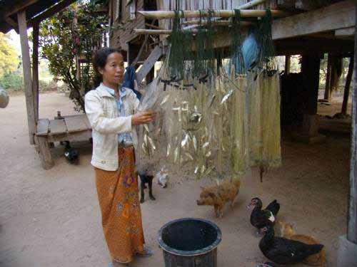 Koh Langor village Date 68 families: 63 men and 178 women : 22 ha for paddies Househ old fish catch (Kg/mon th/hh) Mean fish Price (Riel/kg) Mean househol d income (Riel) Oct.