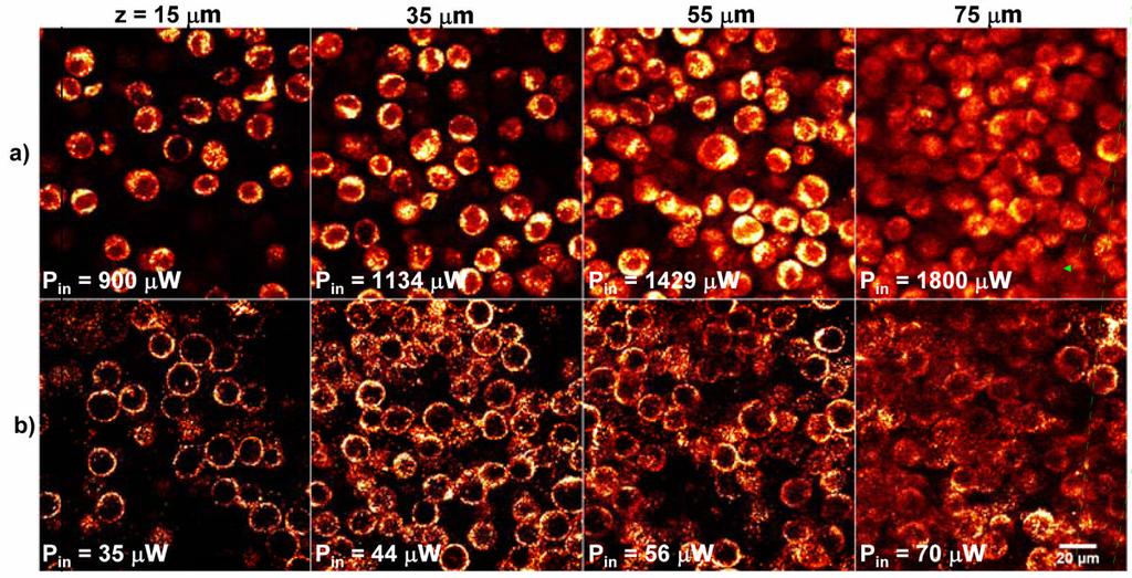 Two-photon imaging of cancer cells embedded in a collagen matrix at increasing depths.