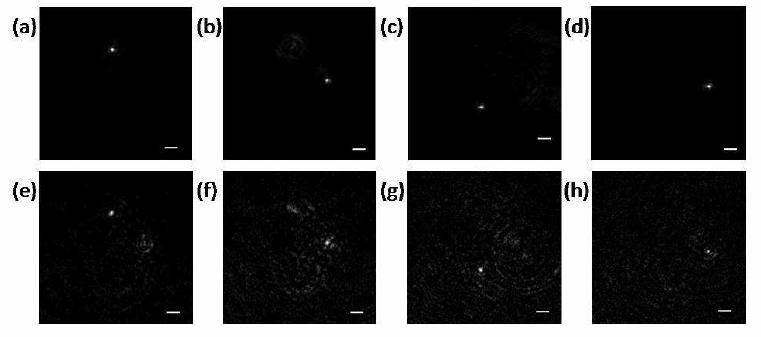 H 2 microscopic 3D imaging Images of SHRIMPs embedded in PDMS. (a)-(d): SHG images of SHRIMPs on four different planes, focusing by moving the optics with a conventional microscope.