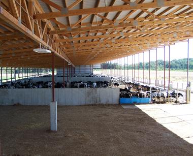 BEEF Benefits of Lester Beef Barns: Extremely good air Lots of volume because of height Mono slope roof and open sides provide excellent cross ventilation 12' - 14' column spacing result in low