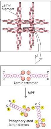 Function of Nuclear lamina Lamina breakdown take place in interphase prophase Lamin phosphorylated by
