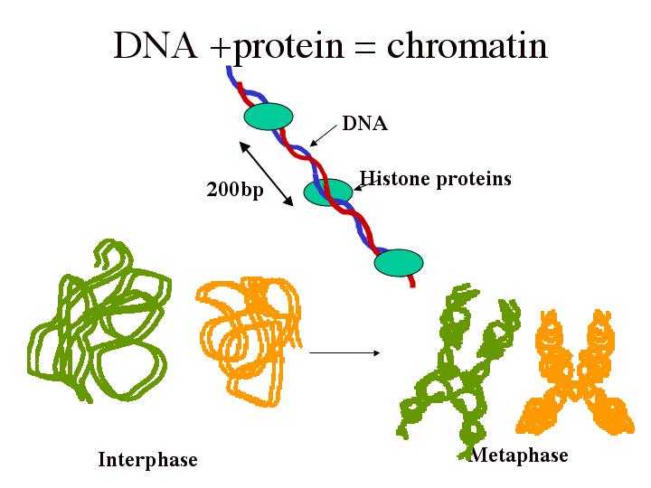 Chromatin Chromatin contains DNA and