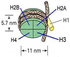 Histones DNA is bound to the histones through electrostatic forces between the negatively charged