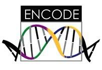 ENCODE Encyclopedia of DNA Elements (ENCODE) Consortium