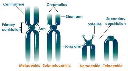 Chromosome structure 3 functional elements: origin, Centromere (primary