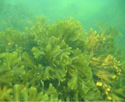 enhances toxic blooms, changes underwater