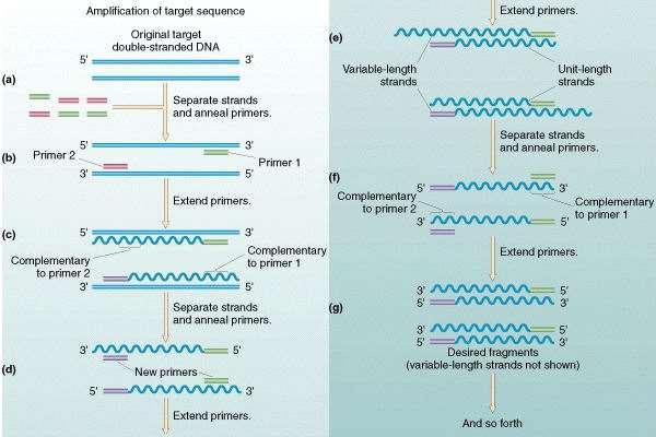 Polymerase Chain Reaction (PCR) Annealing