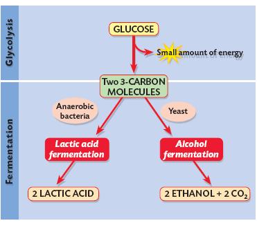 Anaerobic respiration (Ordinary level): Anaerobic respiration controlled release of energy from food without the use of oxygen Can also be called fermentation Does not require oxygen It is a 1 stage