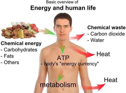Large consumers can only survive on the energy produced from anaerobic respiration for a short amount of time due to their large energy demands.