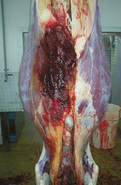 Handle with care Sensitive handling is vital for animal welfare and to minimise damage that shows up after slaughter.
