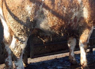 Carcases will be trimmed to remove areas of contamination resulting in price penalties for producers. Cattle in yards require frequent bedding with dry straw.
