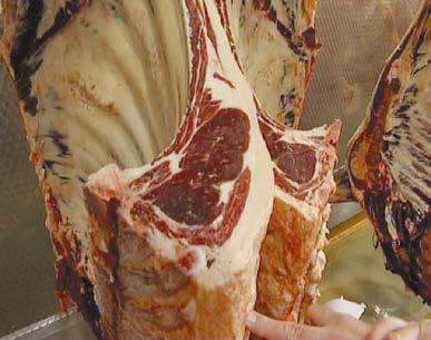 dirty Careful handling bruising can lead to condemnation of parts of the carcase Fat class 3 forerib Meat yield Meat yield is the total percentage of saleable meat from a carcase.
