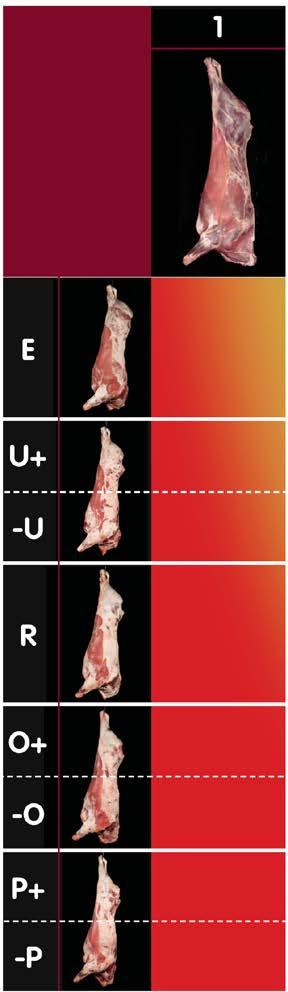 Beef carcase classification LEG TOPSIDE SILVERSIDE THICK FLANK HINDQUARTER FLANK RUMP SIRLOIN The current system for classifying carcases in the UK and Europe uses the EUROP grid for conformation and
