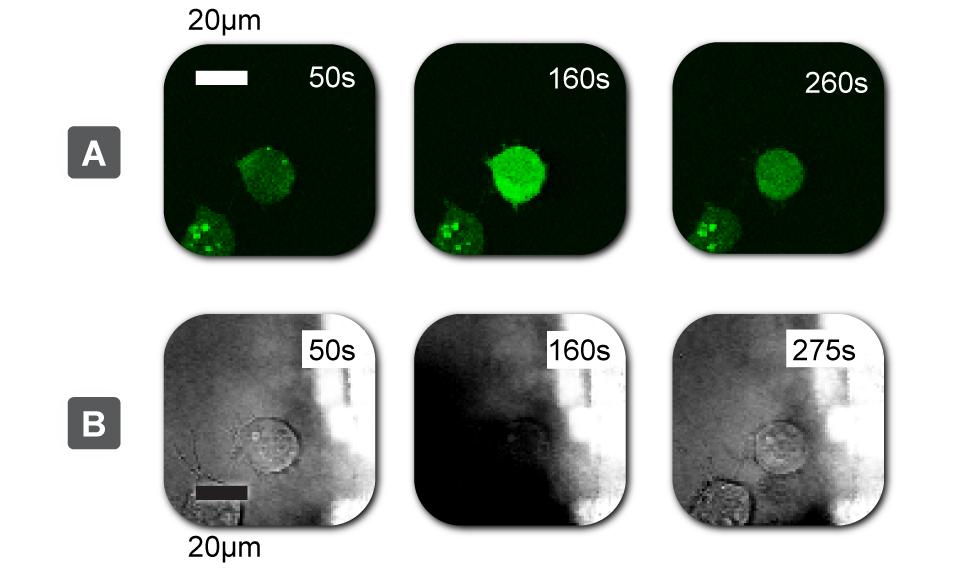 Fluorescent and brightfield micrographs of pipette electoporated cells Figure S2.