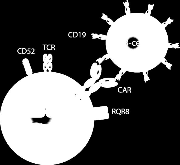 Universal anti-cd19+ adoptive T-cell immunotherapy CAR expression to redirect T-cells to tumor antigens Suicide gene for safety Off the shelf (TCR disruption*) Engineered SG SG Minimal potential for
