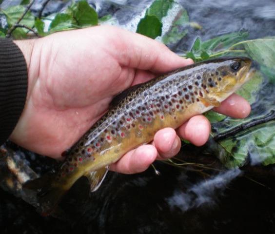 River brown trout & dollaghan trout Salmo trutta Dollaghan, unique to the Lough Neagh Rivers, migrate to