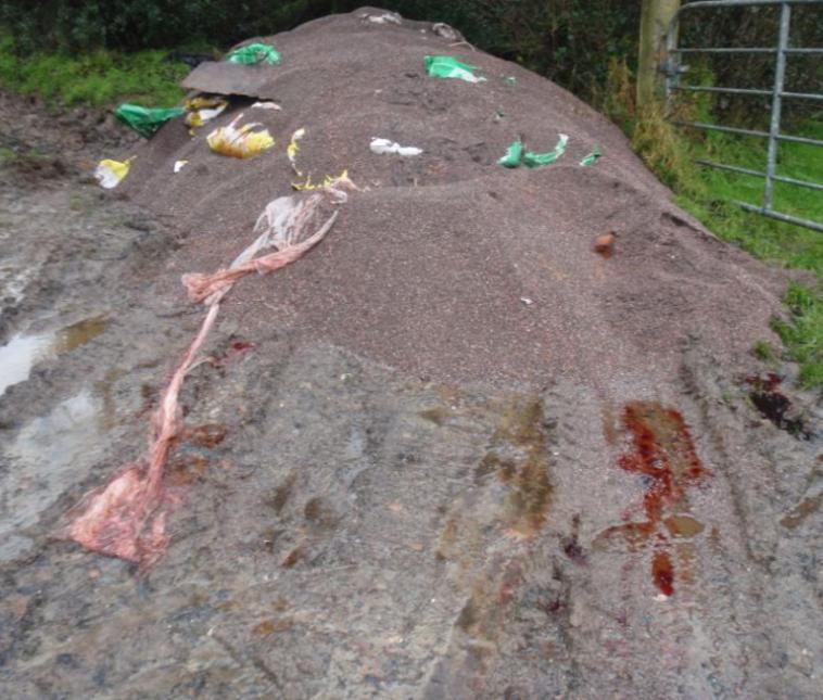 Illegal fuel laundering and dumping January 2009 - Cat litter, used to strip the red dye out of agricultural