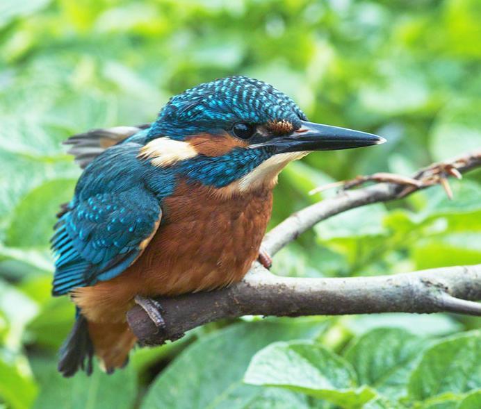 Kingfisher Alcedo atthis There a good populations