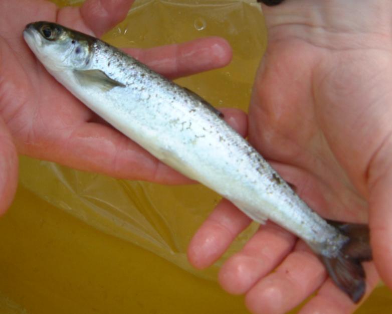 Atlantic salmon Salmo salar By the time salmon run from the Atlantic, up the River Bann,