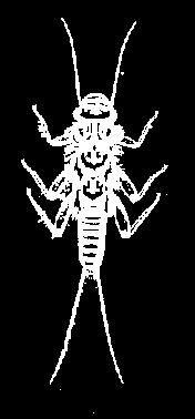 Trichoptera Mayfly