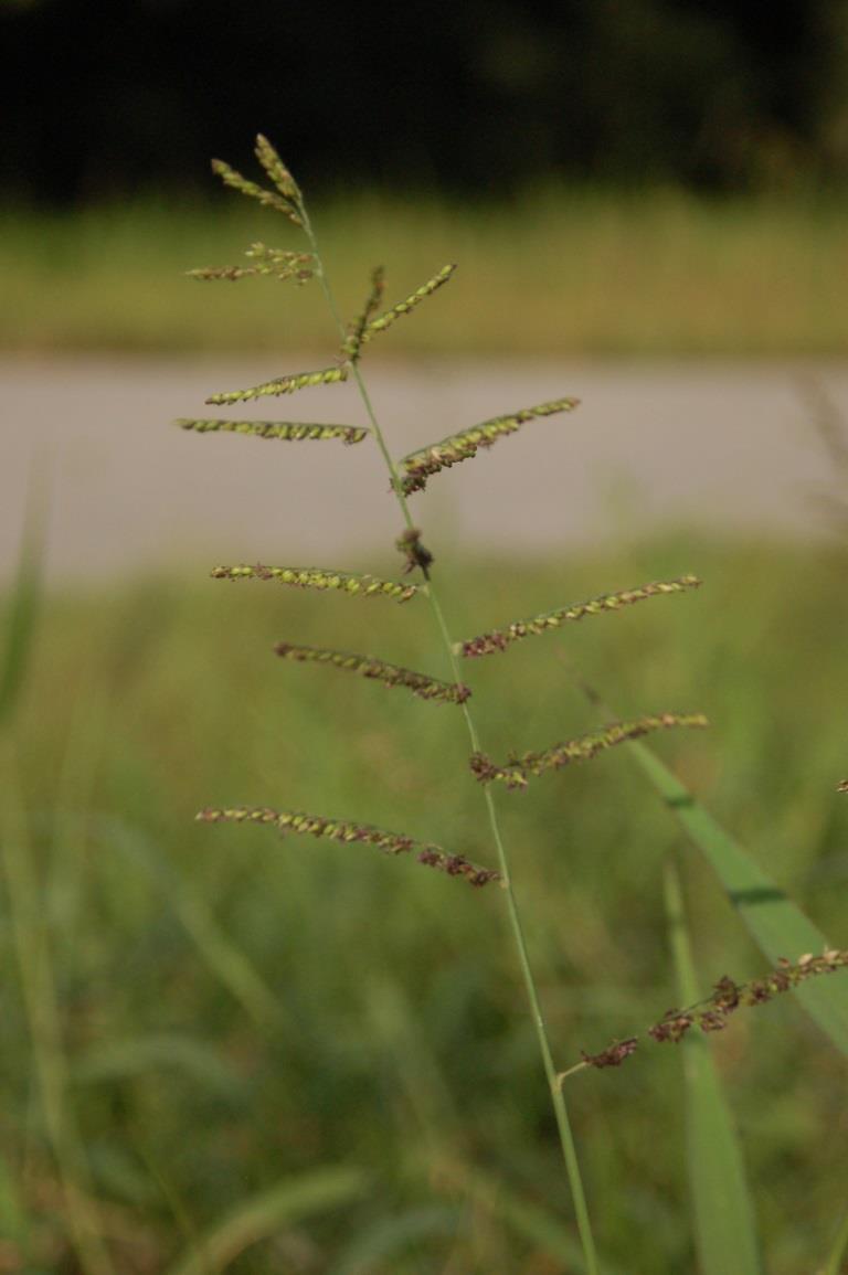 Para grass -Inflorescence - Terminal raceme - 8 inches long - 8-20 ascending, alternate