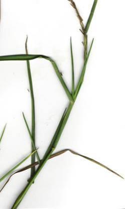 Limpograss -3-6 feet tall -Leaf sheath usually glabrous, - Red coloration - Sometimes with fringe