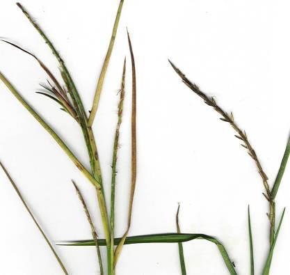 Limpograss -Inflorescence - Single spike or panicle of