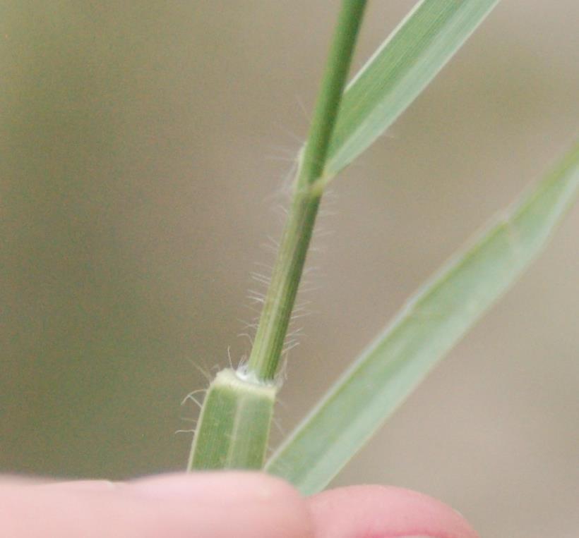 Torpedograss - 1-3 feet tall - Leaf sheath with or without hairs - Usually at the upper sheath margin - Ligule a short
