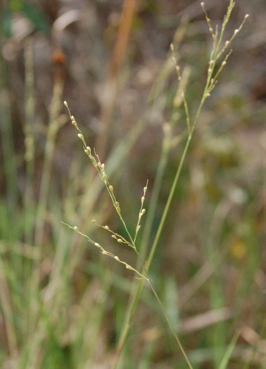 Torpedograss -Inflorescence - Loose, open panicle - 3-9 inches