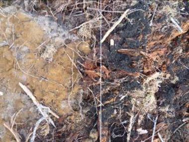 Wood ash potential problems soil ph increase, increased soil N production, increased