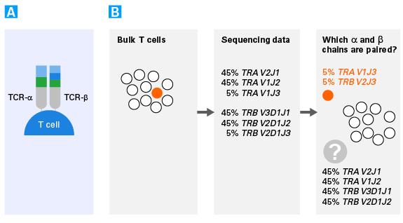 TECH NOTE SMARTer T-cell receptor profiling in single cells Flexible workflow: Illumina-ready libraries from FACS or manually sorted single cells Ease of use: Optimized indexing allows for pooling 96