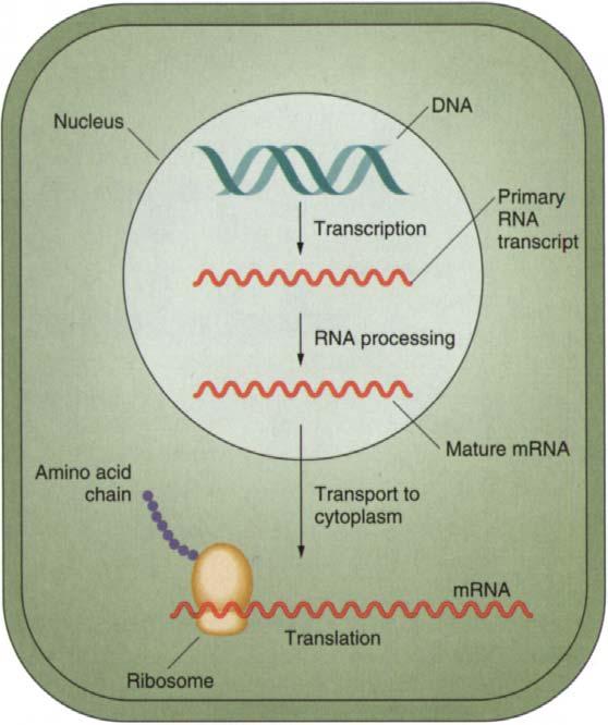 Today How are traits determined by genes? Review of the Central Dogma of genetics DNA RNA Protein Genes encode proteins.