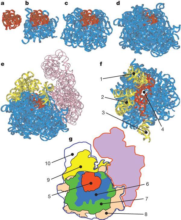 A hierarchial model for evolution of 23S ribosomal
